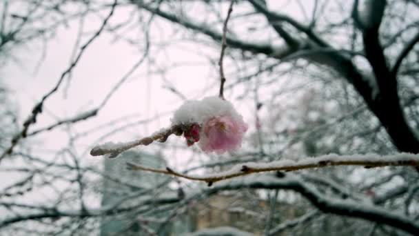 Sakura Blume Schnee Bei Schneefall Zeitlupe Video Hochwertiges Fullhd Filmmaterial — Stockvideo