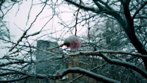 Sakura Blomma Snö Snöfall Slow Motion Video Högkvalitativ Fullhd Film — Stockvideo