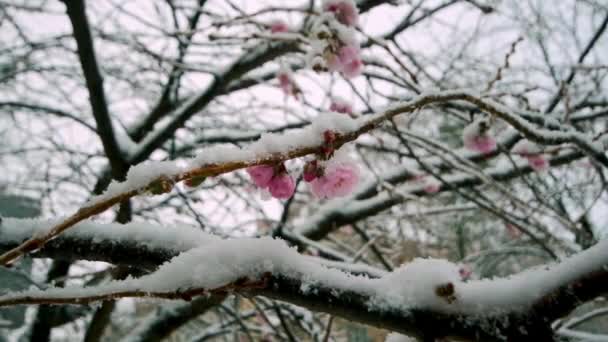 Sakura Kwiat Śniegu Podczas Opadów Śniegu Slow Motion Video Wysokiej — Wideo stockowe