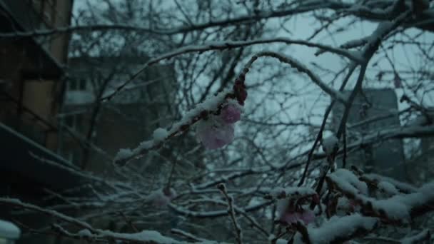 降雪中の雪の中で桜の花 スローモーションビデオ 高品質のフルHd映像 — ストック動画