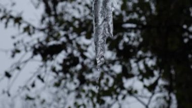 İlkbaharda buz saçağından su damlıyor, yavaş çekim videosu. Yüksek kaliteli FullHD görüntüler