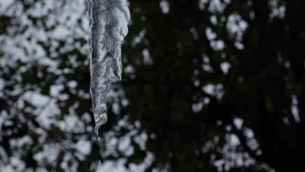 Water Drips Icicle Spring Slow Motion Video High Quality Fullhd — Stock Video