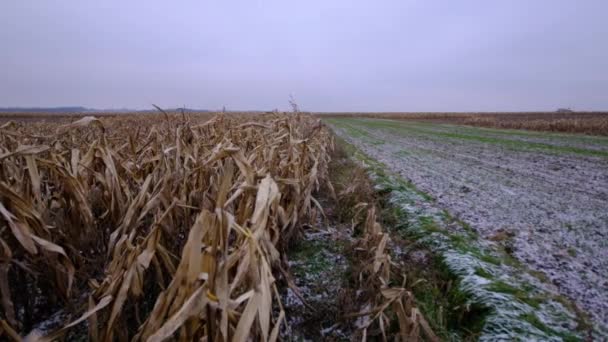 トウモロコシは冬に畑の風で揺れます 高品質のフルHd映像 — ストック動画