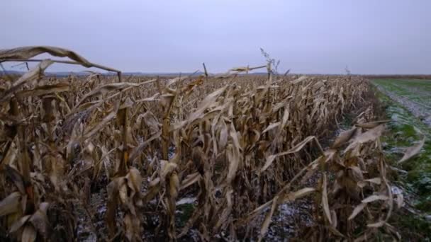 Кукурузные Колебания Ветру Поле Зимой Высококачественные Fullhd Кадры — стоковое видео