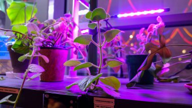 Laboratuvardaki saksılarda, mor neon ışıklarda ev bitkileri. Yüksek kalite fotoğraf