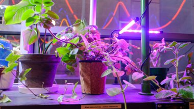 Laboratuvardaki saksılarda, mor neon ışıklarda ev bitkileri. Yüksek kalite fotoğraf