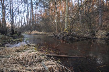 Nehrin üzerindeki köprü, uzak orman, doğan güneş. Yüksek kalite fotoğraf