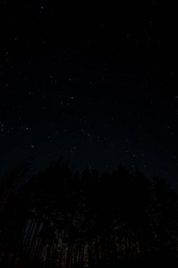 Starry sky, the edge of a pine forest, morning light makes its way through the trees. High quality photo
