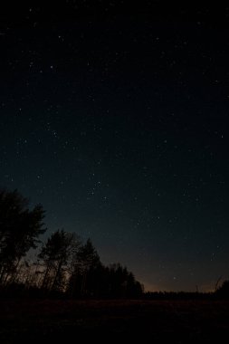 Starry sky, the edge of a pine forest, morning light makes its way through the trees. High quality photo