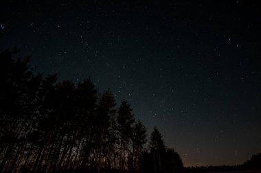 Starry sky, the edge of a pine forest, morning light makes its way through the trees. High quality photo