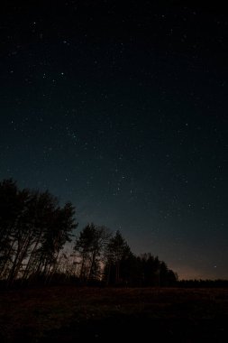 Starry sky, the edge of a pine forest, morning light makes its way through the trees. High quality photo