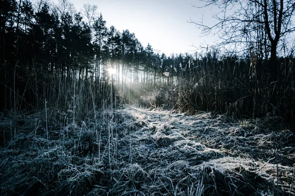 Frozen grass in a clearing near a pine forest through which the rays of the early sun make their way. High quality photo