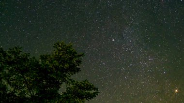 Winter starry sky and tree, star trek. High quality photo