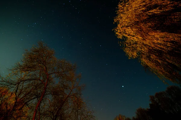 Red glow in the starry sky and willow, a rare celestial phenomenon. High quality photo