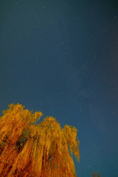 Red glow in the starry sky and willow, a rare celestial phenomenon. High quality photo