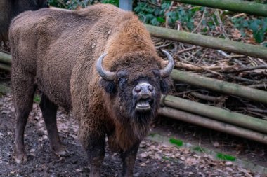 Huge bison in the wild europe. High quality photo