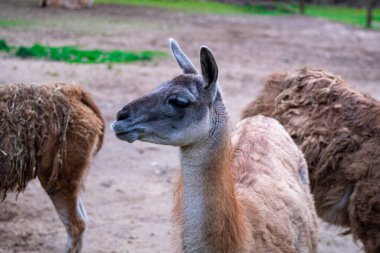 Mountain llama on a lawn in the wild. High quality photo