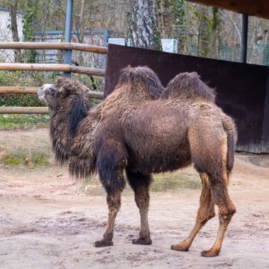 Two-humped African camels in the zoopark. High quality photo
