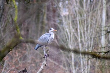 Wild scapegoat sits on a branch in a wild forest. High quality photo