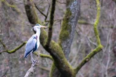 Wild scapegoat sits on a branch in a wild forest. High quality photo