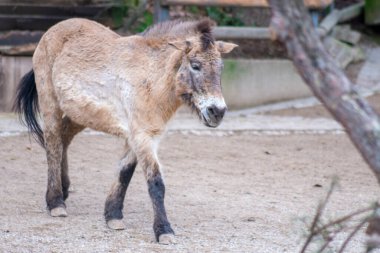 Ponies on the lawn in the wild. High quality photo