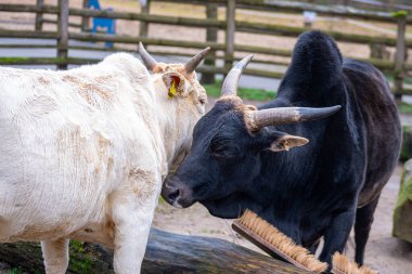 Two big Indian cows kissing. High quality photo