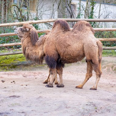 Two-humped African camels in the zoopark. High quality photo
