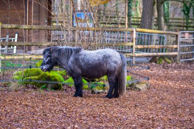Ponies on the lawn in the wild. High quality photo