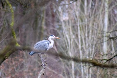 Wild scapegoat sits on a branch in a wild forest. High quality photo
