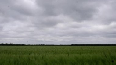 Rüzgarda sallanan yeşil buğday dalları. Yüksek kaliteli FullHD görüntüler