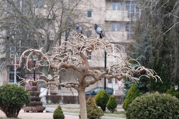 Strange Tree Grows Rooted Which Pigeons Sit High Quality Photo — Stock Photo, Image