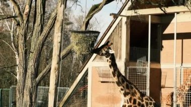 Zürafa, Almanya 'nın Nuremberg Zooprak kentindeki Fod' dan ağaç dalları yiyor. Yüksek kaliteli FullHD görüntüler