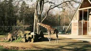 Zürafa, Almanya 'nın Nuremberg Zooprak kentindeki Fod' dan ağaç dalları yiyor. Yüksek kaliteli FullHD görüntüler