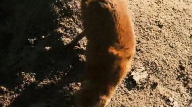 Meerkat vahşi ve ağır çekimde arazide hareket eder. Yüksek kaliteli FullHD görüntüler