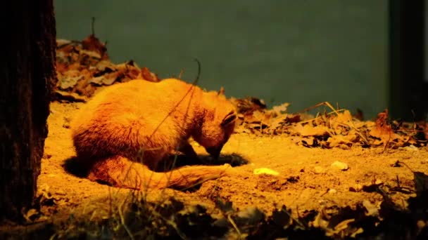 Meerkat Pohybuje Divokém Pomalém Pohybu Terénu Vysoce Kvalitní Fullhd Záběry — Stock video