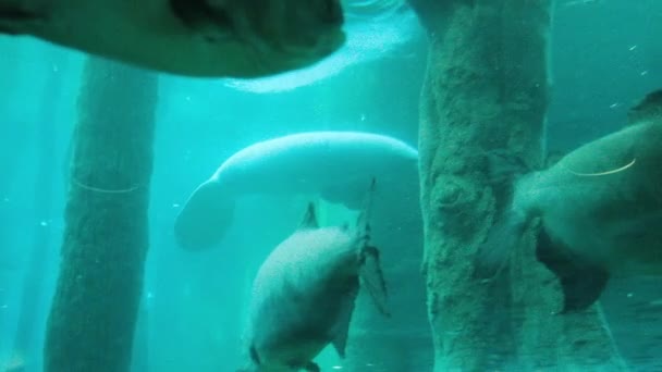 Ogromny Manat Przepływa Obok Dużych Ryb Akwarium Norymberdze Zoo Niemczech — Wideo stockowe