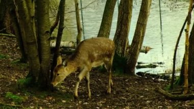 Küçük bir geyik ot yiyor, ormandaki bir düzlükte yürüyor, vahşi yaşam. Yüksek kaliteli FullHD görüntüler
