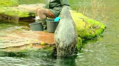 Fokların yemesi, yüzmesi, Almanya 'nın Nuremberg hayvanat bahçesindeki kayaların üzerinde oturması. Yüksek kaliteli FullHD görüntüler