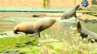 Fokların yemesi, yüzmesi, Almanya 'nın Nuremberg hayvanat bahçesindeki kayaların üzerinde oturması. Yüksek kaliteli FullHD görüntüler