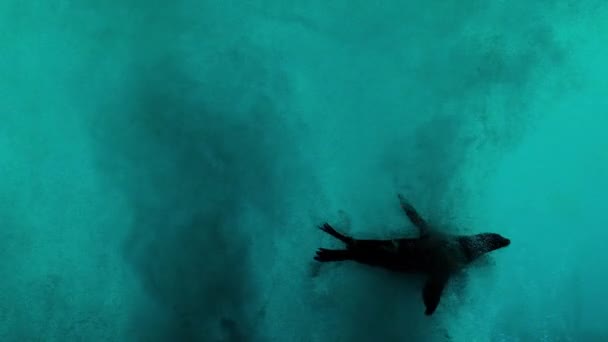 Дві Тюлені Плавають Повз Бульбашки Повітря Піднімаються Дна Блакитного Океану — стокове відео