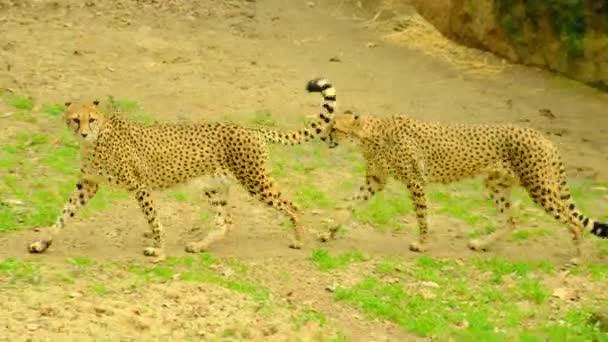 Leoparder Som Vandrar Afrikas Vildmark Högkvalitativ Fullhd Film — Stockvideo