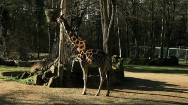 Zürafa, Almanya 'nın Nuremberg Zooprak kentindeki Fod' dan ağaç dalları yiyor. Yüksek kaliteli FullHD görüntüler