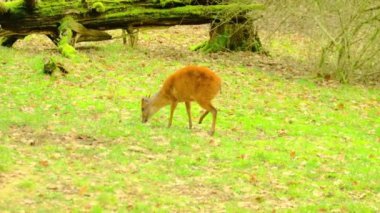Küçük bir geyik ot yiyor, ormandaki bir düzlükte yürüyor, vahşi yaşam. Yüksek kaliteli FullHD görüntüler