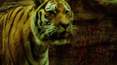 Tiger vahşi doğada yürür, doğal video. Yüksek kaliteli FullHD görüntüler