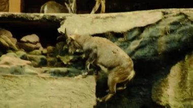 Dağ keçileri kafa derisinin üzerine atlayıp boynuzlara ve doğal doğaya boyun eğerler. Yüksek kaliteli FullHD görüntüler