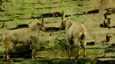 Dağ keçileri kafa derisinin üzerine atlayıp boynuzlara ve doğal doğaya boyun eğerler. Yüksek kaliteli FullHD görüntüler