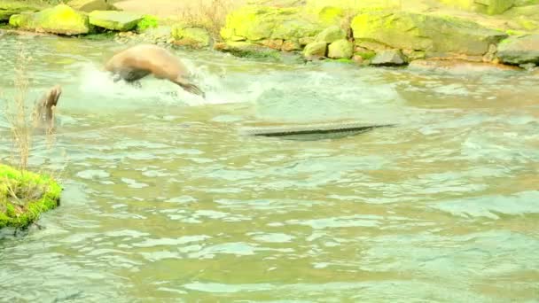 Tuleni Jedí Plavou Sedí Skalách Zoo Norimberku Německo Vysoce Kvalitní — Stock video