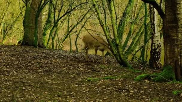 Petit Cerf Mangeant Herbe Marchant Dans Une Clairière Dans Forêt — Video