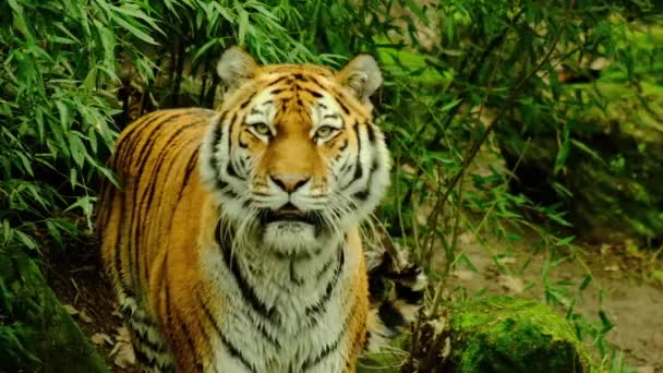 Tiger Walks Wildlife Natural Video High Quality Fullhd Footage — Stock Video