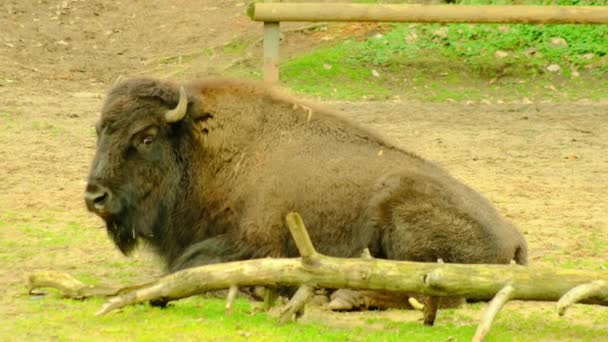 Bisonte Selvagem Americano Move Através Gramado Come Grama Vida Selvagem — Vídeo de Stock